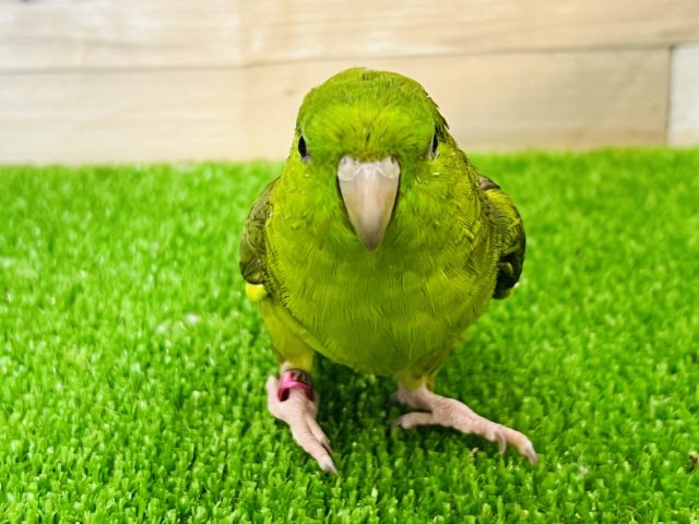 サザナミインコ
