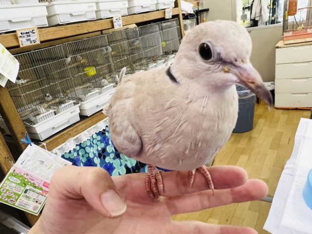 ジュズカケバト