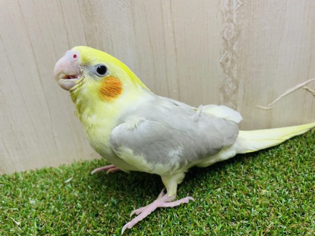 オカメインコ