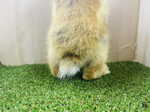 ネザーランドドワーフ