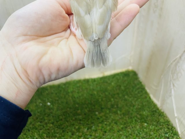 シナモン文鳥