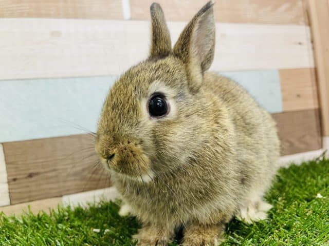 ネザーランドドワーフ