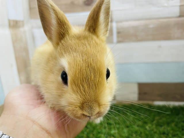 ネザーランドドワーフ