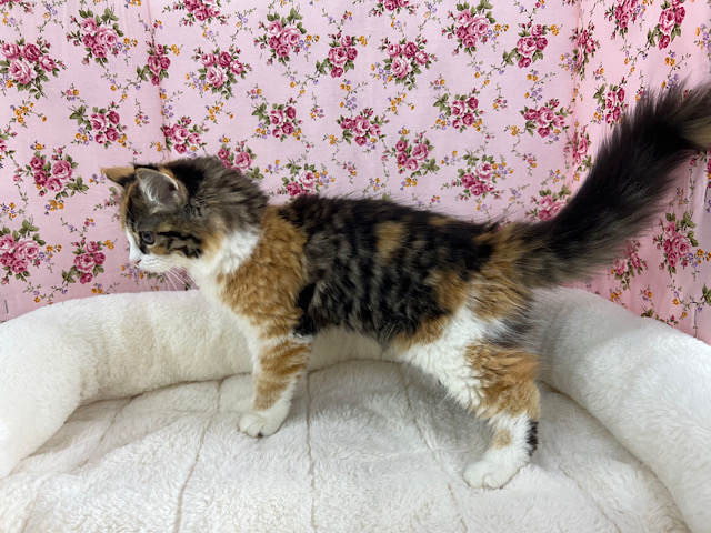 スコティッシュフォールド