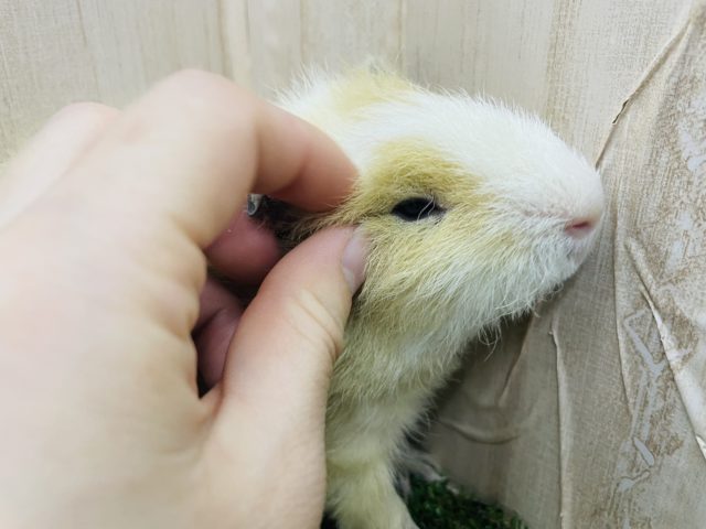 テディモルモット