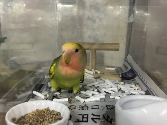 コザクラインコ（小桜インコ）