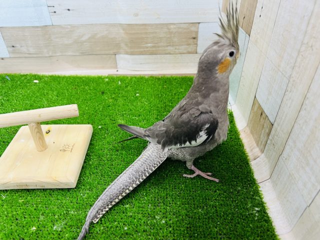 オカメインコ