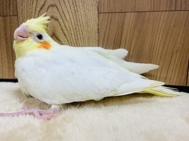 【最新画像更新!☆】ガーガー鳴くよ♫オカメインコ(ルチノー)ヒナ オカメインコ