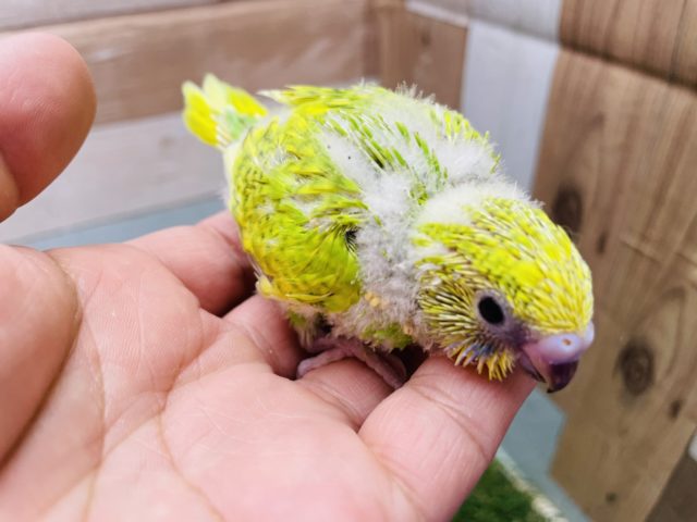 セキセイインコ