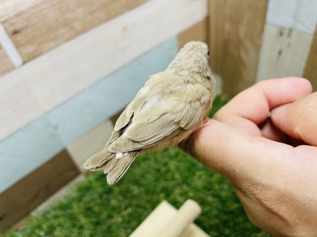 錦花鳥（キンカチョウ）