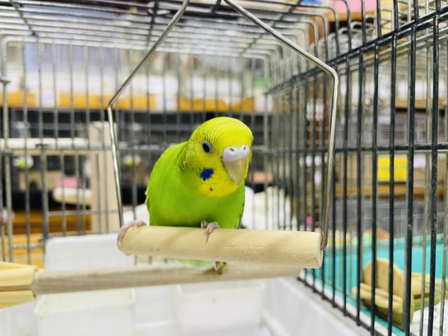 セキセイインコ