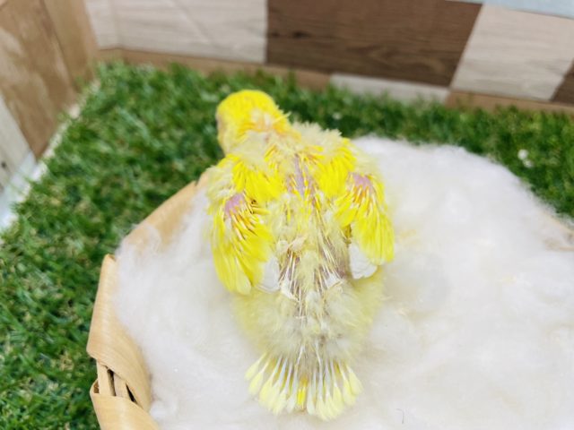 コザクラインコ（小桜インコ）