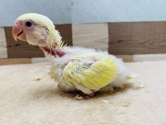 コザクラインコ（小桜インコ）