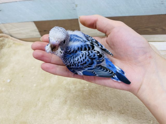 セキセイインコ