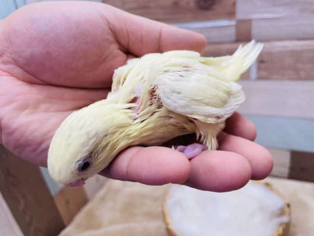 サザナミインコ