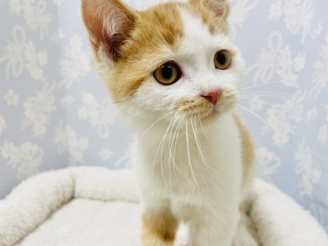 スコティッシュフォールド