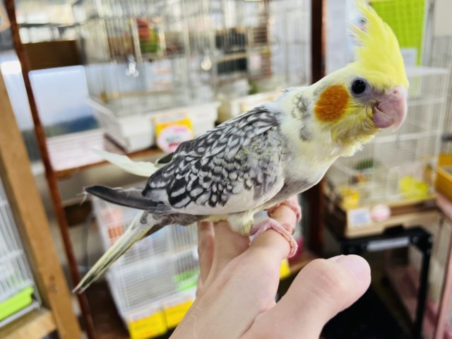 オカメインコ
