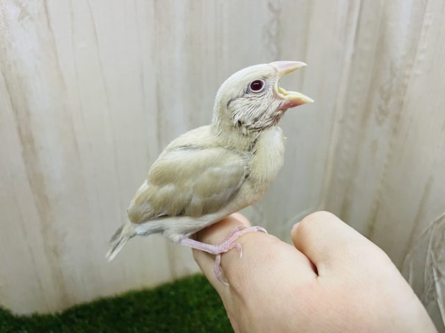 シナモン文鳥