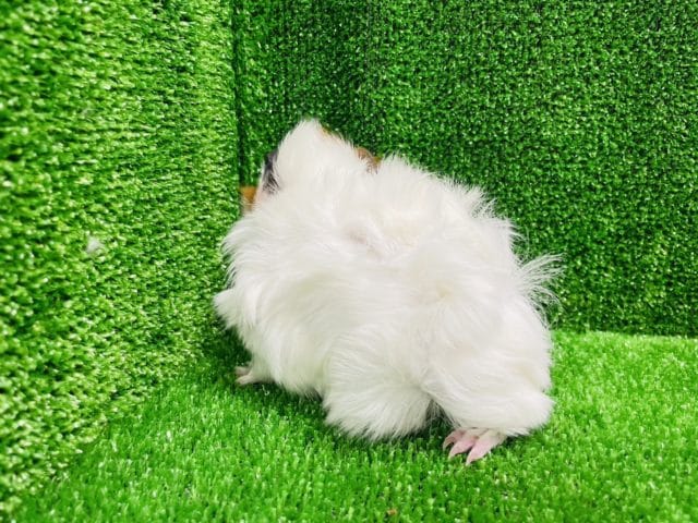 アビシニアンモルモット