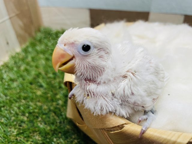ホワイトボタンインコ