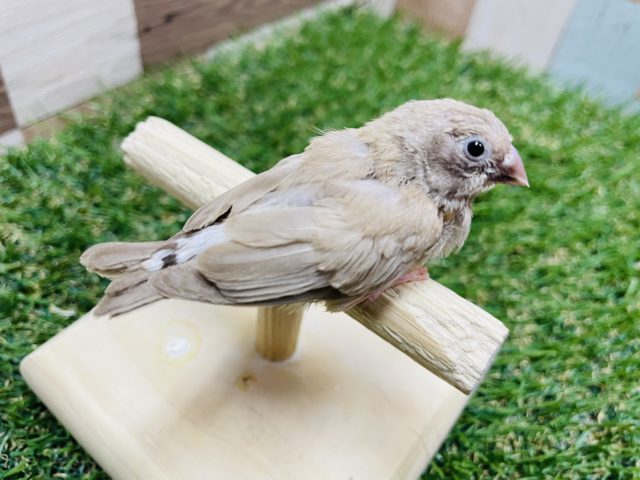 錦花鳥（キンカチョウ）