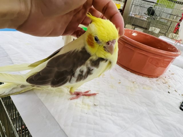 オカメインコ