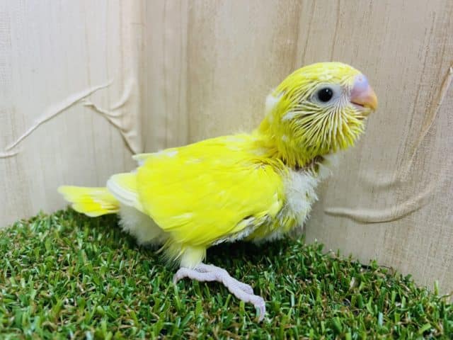 セキセイインコ