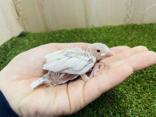 シルバーイノ文鳥