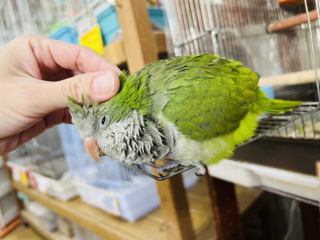 最新画像&動画更新☆あまあま💛オキナインコ(グリーン) 2022年8月生まれ オキナインコ