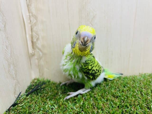 セキセイインコ