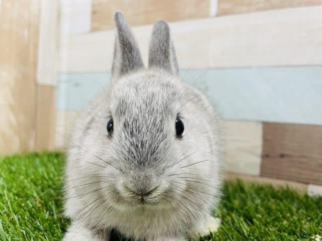 ネザーランドドワーフ