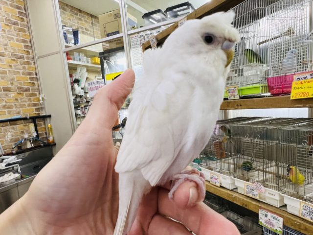 羽衣セキセイインコ