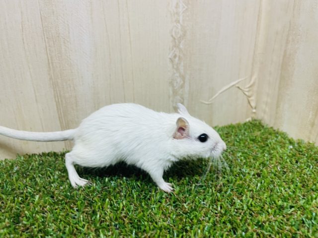 カラージャービル（スナネズミ）