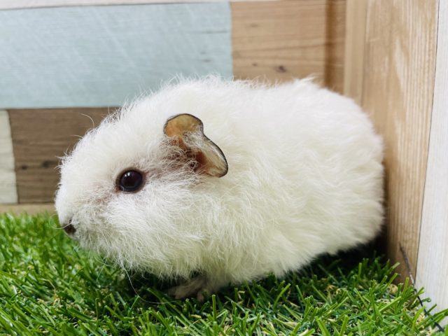 テディモルモット