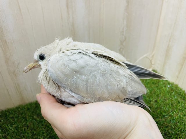 ジュズカケバト