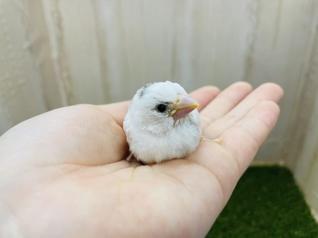 十姉妹（ジュウシマツ）