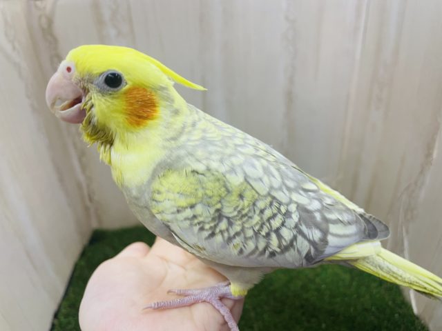 オカメインコ