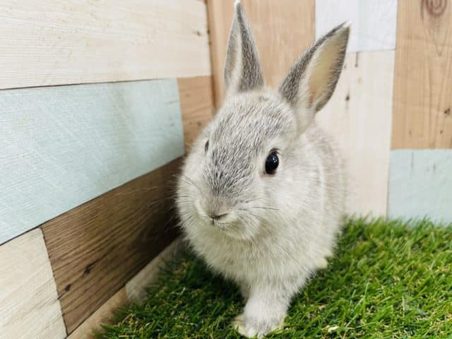 ネザーランドドワーフ