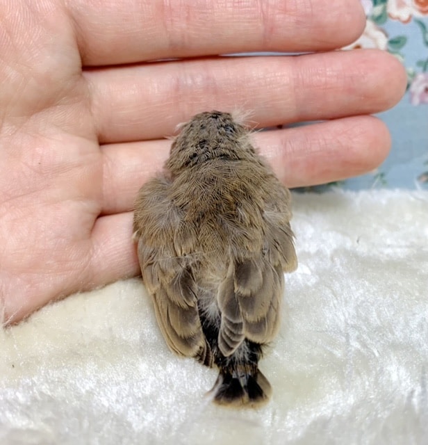 錦花鳥（キンカチョウ）