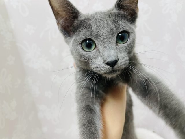 ロシアンブルー