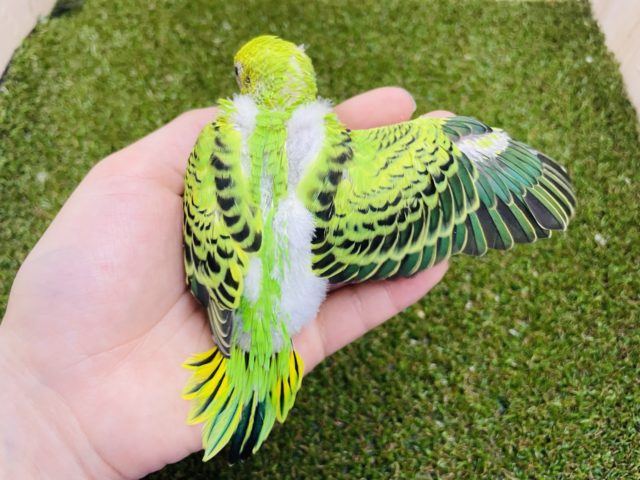 セキセイインコ