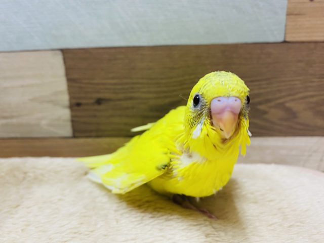セキセイインコ