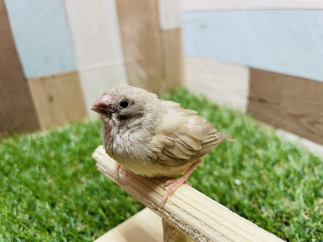 錦花鳥（キンカチョウ）