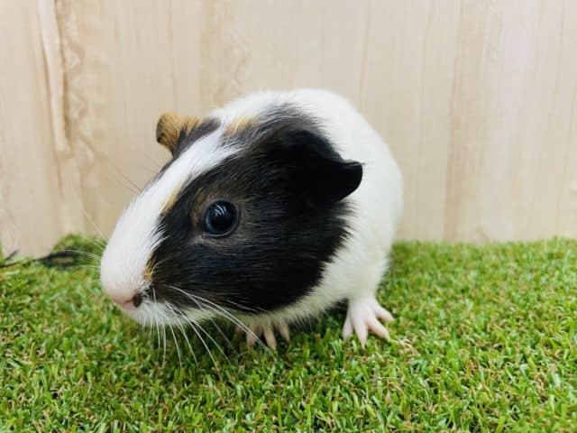 イングリッシュモルモット