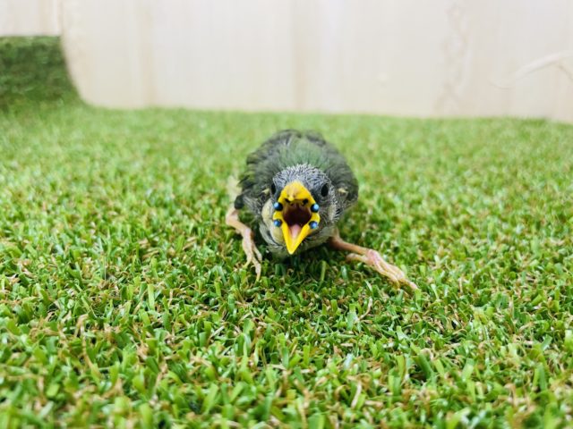 チモールセイコウチョウ