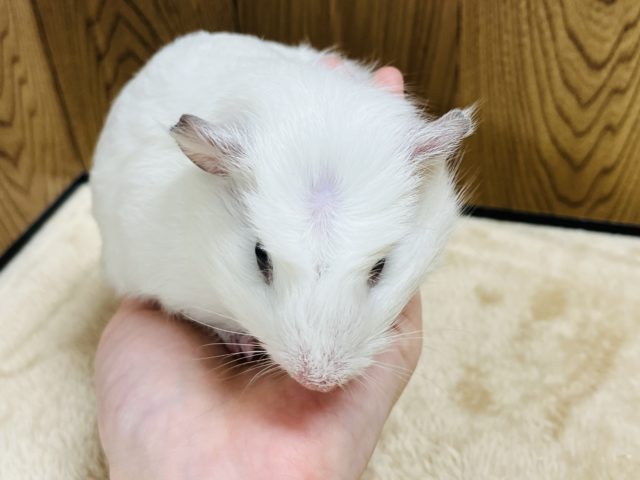 クレステッドモルモット