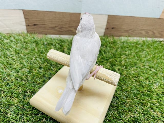 シルバー文鳥