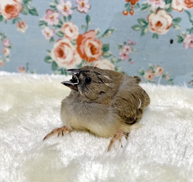 錦花鳥（キンカチョウ）