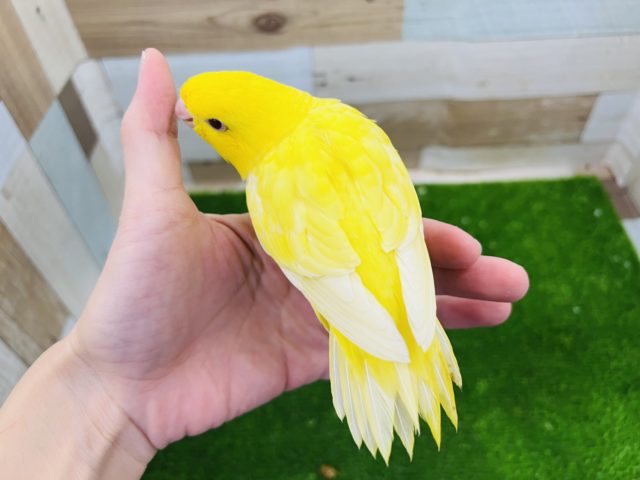 サザナミインコ
