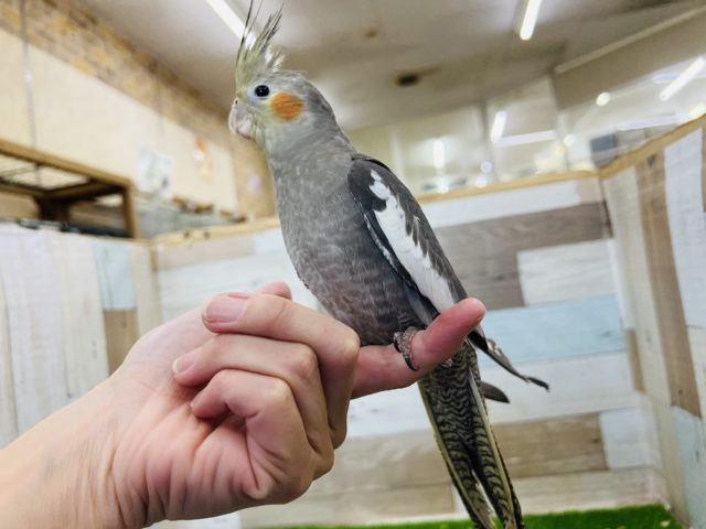 オカメインコ
